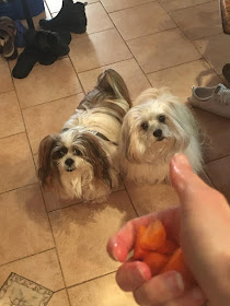 Dogs Waiting for Carrot 