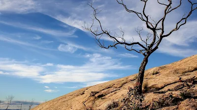 Alone Dry Tree On The Rock Free HD Wallpaper