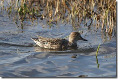 Female Teal