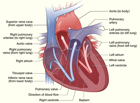heart attack pain. NORMAL HUMAN HEART