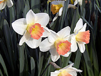 Narcissus