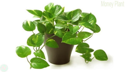 Money plant