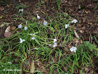 Spring flowers, Mount Inasa, Nagasaki, Japan