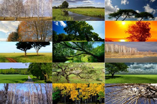 Fotografías de árboles en  todas las estaciones del año III