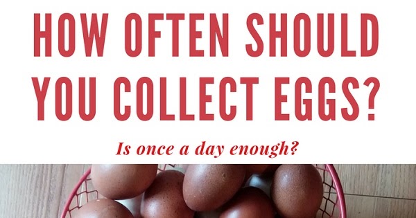 Harvesting Clean Eggs: tips to collecting eggs that don't require