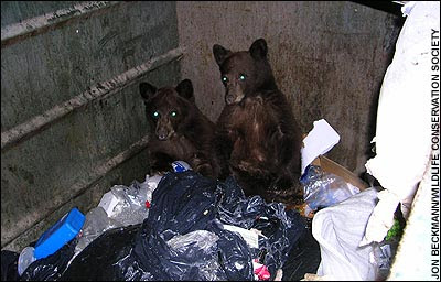 Bears abandon wilderness and move to the city