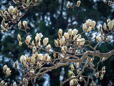 Haku-mokuren (Yulan magnolia) flowers: Engaku-ji