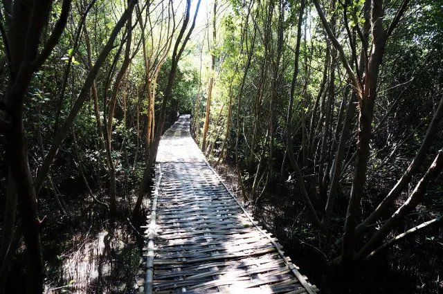 mangrove-karangsong