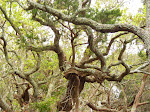 Live Oak Trees