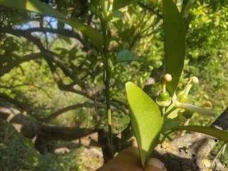 Tiny green young fruits on an orange tree