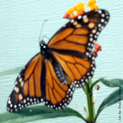 Monarch Butterfly on Tropical Milkweed