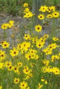 State Wildflower
