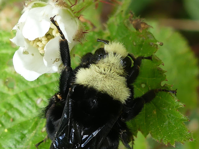 18: bumble bee with a spider on its leg