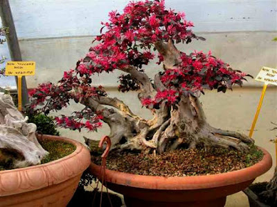 Bonsai Serut Merah