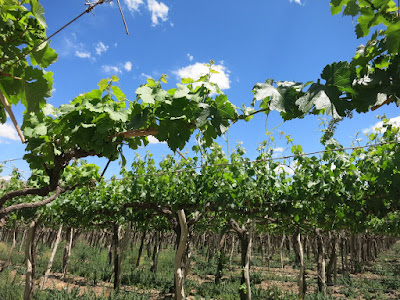 vineyard, Salta Province, Argentina