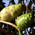 MENGKUDU (Morinda citrifolia)