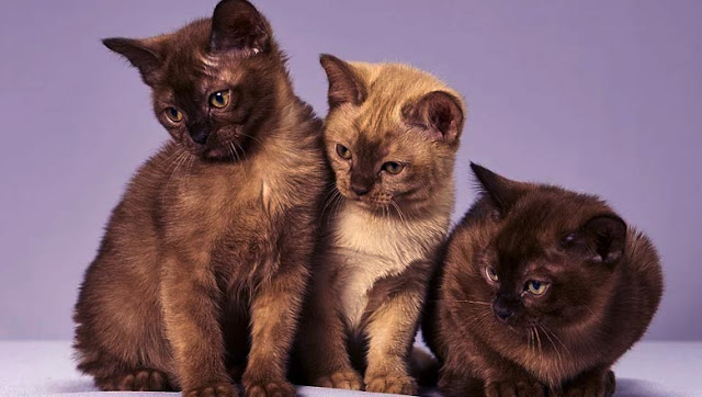 Burmese Cat: History, Character and Breeding of the Burmese