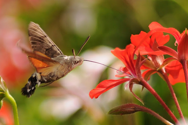 Бражник колибри (Macroglossum stellatarum)