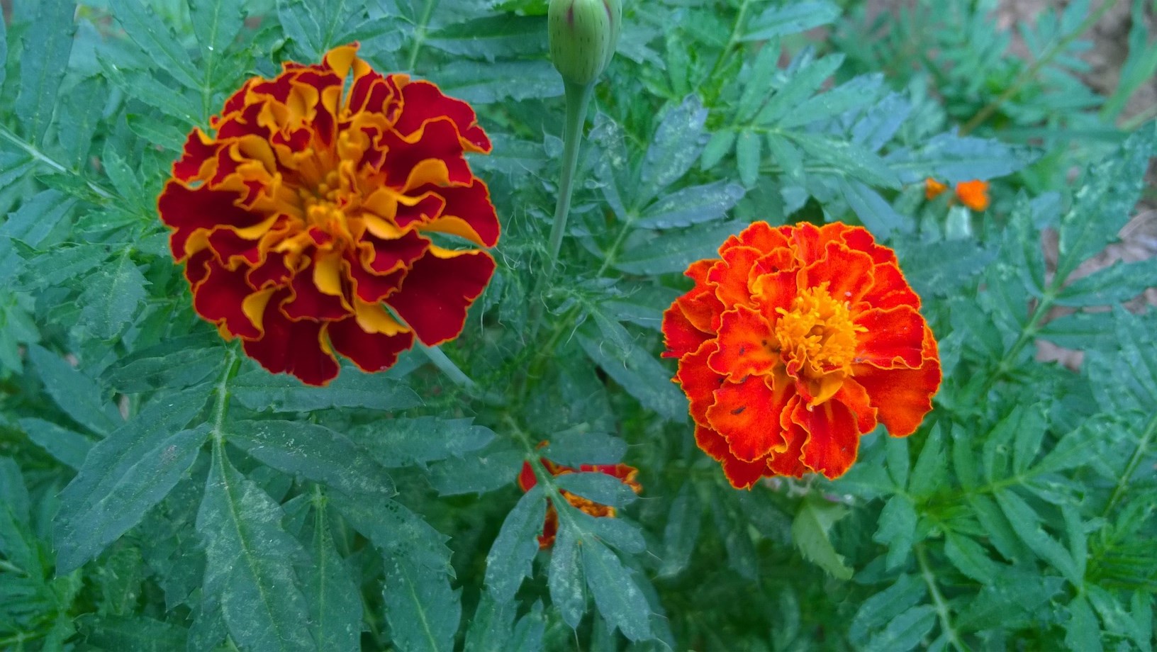 Water your marigolds deeply once or twice a week to saturate the soil to the root level. Do not water marigolds from overhead. Water at the base of the plant. Excess water on leaves can lead to powdery mildew!