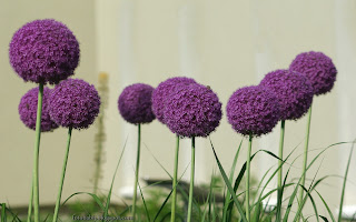 http://fotobabij.blogspot.com/2016/02/czosnek-olbrzymi-allium-giganteum.html