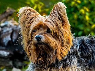 Yorkshire terrier