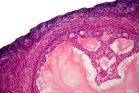 Actiunea-hormonilor-asupra-organismului-nostru