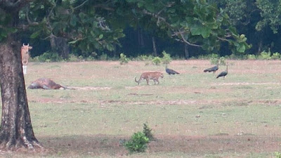 Tertangkap Fotonya, Harimau Jawa Diduga Belum Punah!