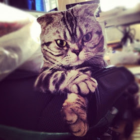 Shishi-Maru is a Scottish Fold cat from Instagram, cute cat pictures, famous Instagram cat