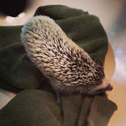 And here's a video to sum up the whole hedgehog bathing experience! (img )