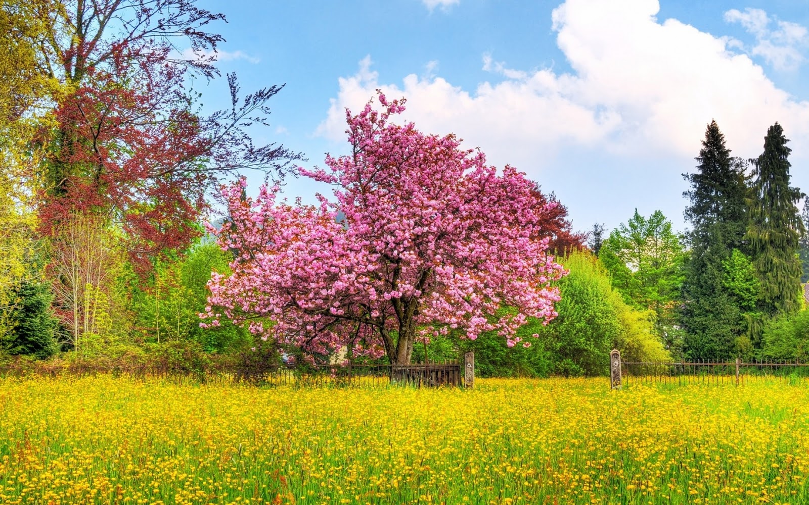 spring+wallpapers,HD Wallpaper : Spring Has Come