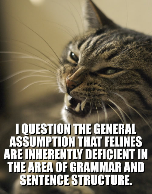 Lolcat Lolcatz Lowlcaz cool,lolcat-i-question-the-general-assumption-that-feli1