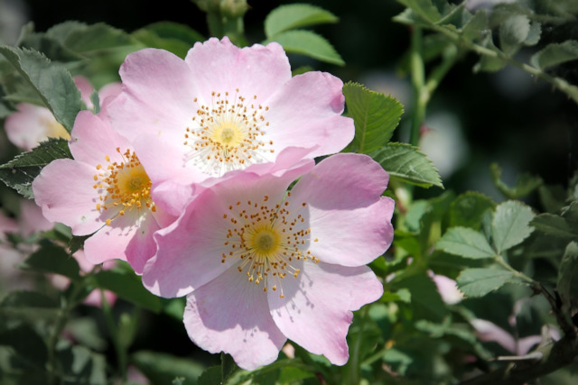 wild-rose-bush-rose-blossom-bloom