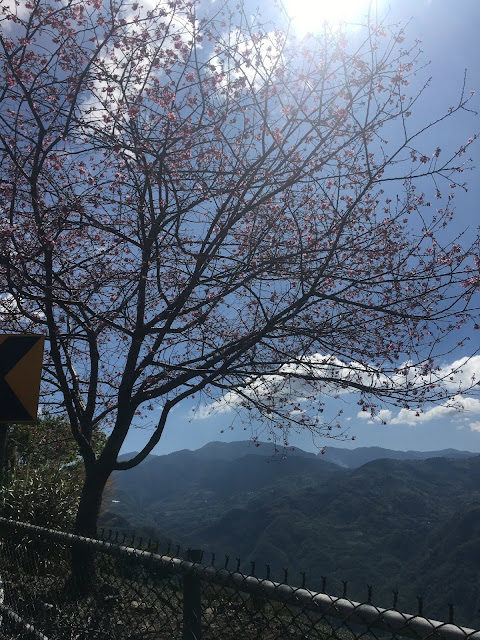 cherry blossom, mountains, alishan, chiayi, taiwan