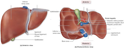 Labelled diagram of liver | Liver images | Human liver diagram