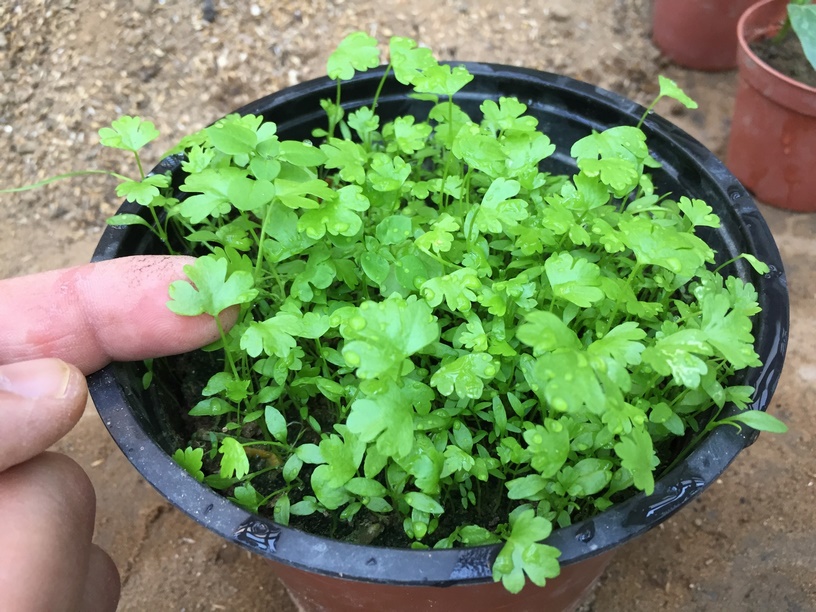 Celery need consistent light watering during germination and early emergence to keep the growing environment evenly moist.