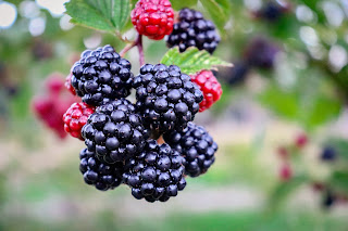 Black and red blackberries on a bush