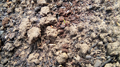 the beets are small and delicate, poking through clumps of dirt