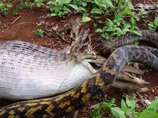 foto ular python kecil makan kangguru