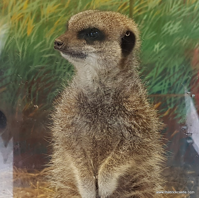 Real Live Meerkat Close up face and torso standing on hind legs