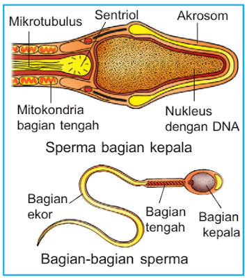 Tahapan Proses Spermatogenesis Pembentukan Sel Sperma