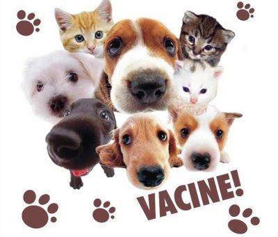 Atenção você que tem animal de estimação! Começou a vacinação gratuita para cães e gatos
