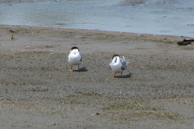 Sleeping Birds