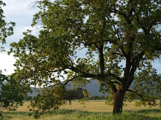 Quejigo (Quercus faginea)