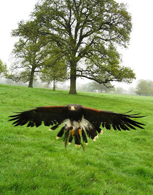 Hawk head on with wings and tail outstretched