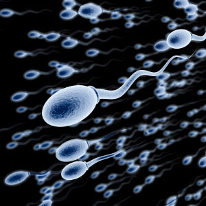 Need Better Sperm than Ejaculate Daily