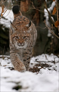 bobcat wild animal wallpaper picture