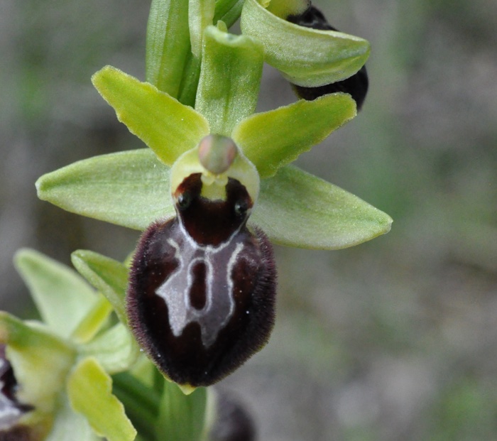 Ophrys exaltata subsp.marzula