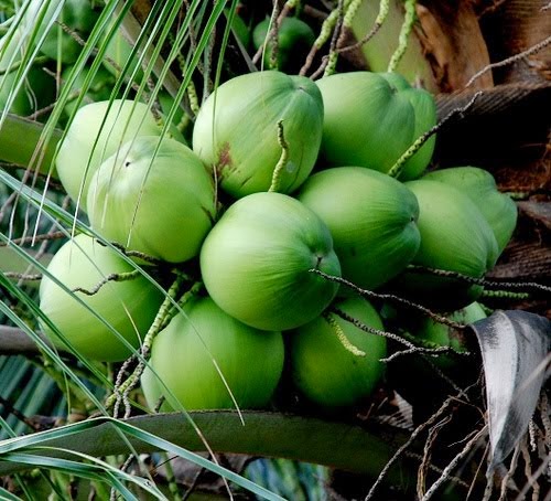 Manfaat Air Kelapa Unik Harus Juga Diketahui