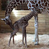 April the giraffe's baby calf is born 