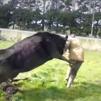 Lembu bunuh kanak-kanak kena tangkap, berdepan hukuman penjara dan kerja berat